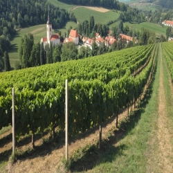 eshop.vlevanduli.cz-vino kava Morava-Francie2