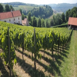 eshop.vlevanduli.cz-vino kava Morava-Francie